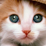 ������ �������