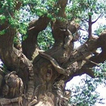 ���� ������ ����� ��� ������� ������ �������