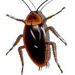 ���� ��� ����