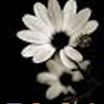 ������� ����� �� ���� ���� ����� �������