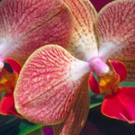 ���� ��������� �� ������ �� ����