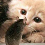 ��� ����� ����