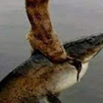 ��� ����