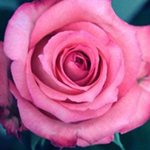 �� �� ���� �� ������� 