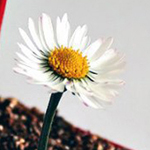 ������ ��� ��������� ... ������ �������� �������