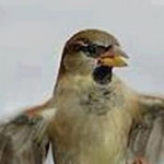 �� ���� ������� ���� ����� ������