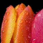 ����� ����� ����� �����