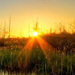 ��� ����� �����