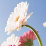 ���� ������ ����� ����� ������� ����� ��� ��� �� �������