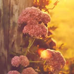 ���� ������