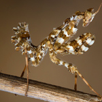 ���� ����� ������ �� ���� ��� ����� �...