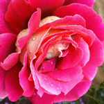 ���� ������ ��������� �������