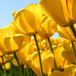 ���� ������� ������ : ������� �����