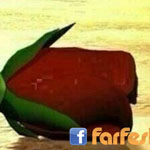 ���� ����� �� ��� �����