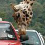 ����� ���� �� ����� 