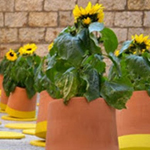 ����� ���� ����� ���� ������ ���� �������� ���� ������ ���� �����