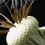 ���� �����