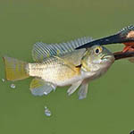 ������� �� ��� �� ������