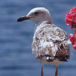 �� ����� ���� �����