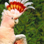 ����� ������ 