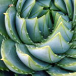 ���� ��������� ��������