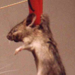 ���� �� ����� ��� � :-)