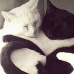 ��� ����� ������ �� ��� �������