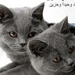 ������� ��� �� ����