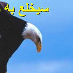 ���� ����� ����� ����