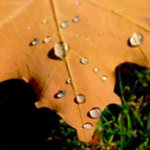 ���� ����� �� ����� ��� ����