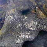 ���� �����