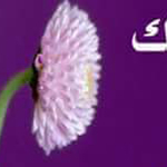 ����� ����� ������ ������ �����