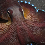 ���� �������