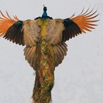 ������ ���� ����