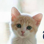 ���� ���� �����