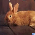 ����� ��� ������ ����� ��� ���� ������: