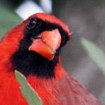 ����� ���� ���� ����