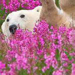 �� ����� ���� ��� ����� ������� 