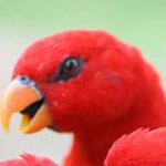 �� ��� ��� ���� �������