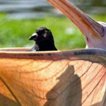 �� ��� ���� �� �������