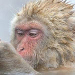 �� ��� �������