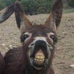 ������ ��� ������