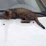 ������ ��� �����