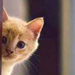 �� �� ����� ������