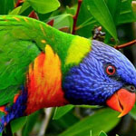 ����� ����