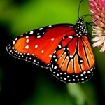 �� ����� ������