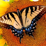 ���� ����� 