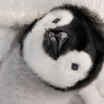 �� ���� ���