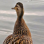 ����� �� ����