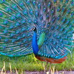 ��� �������